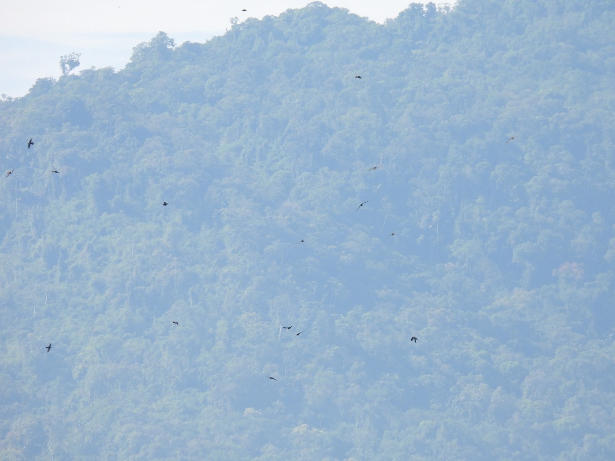 Halsbandsegler - ML647834827