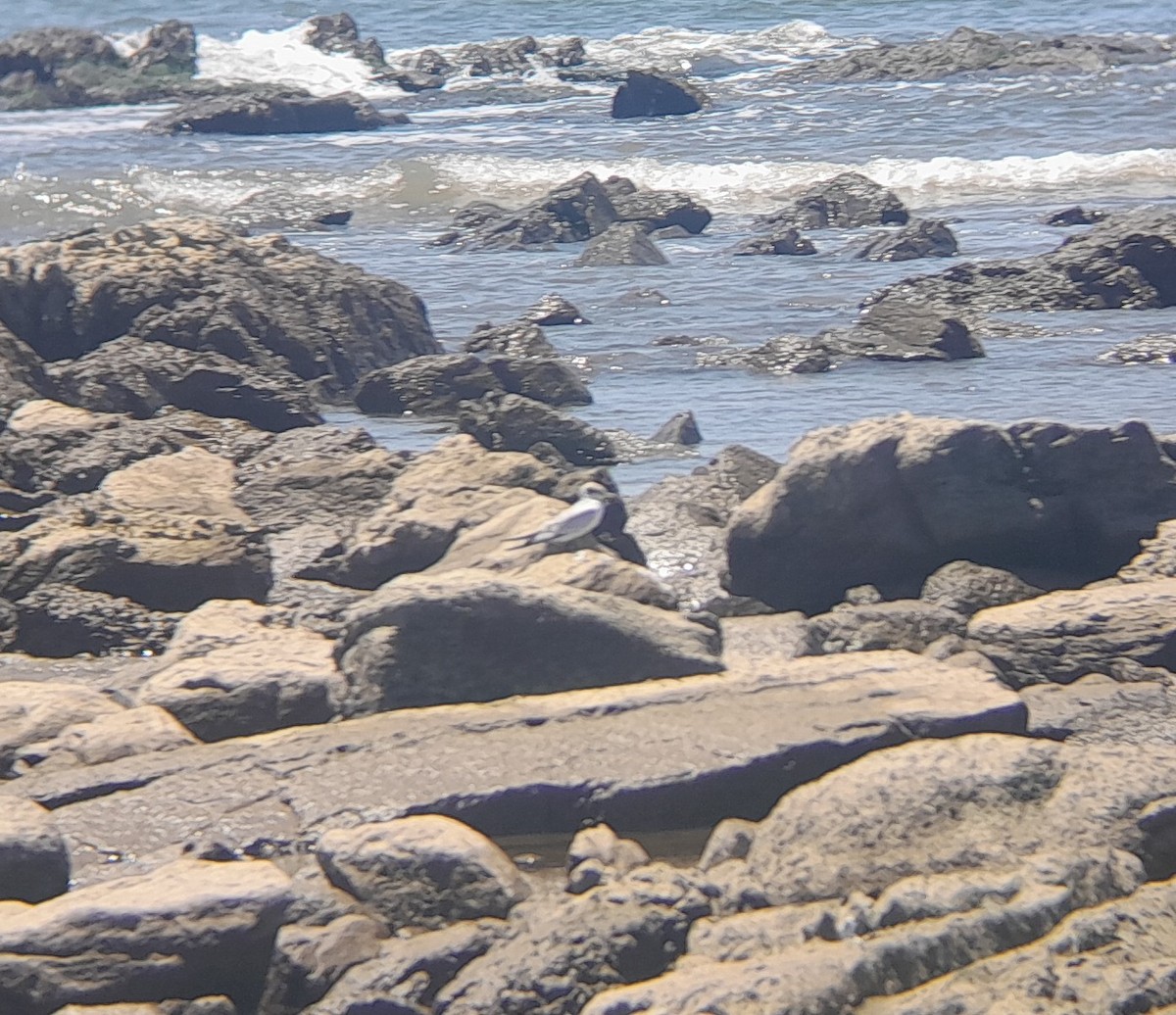 Sterne argentée - ML647834849