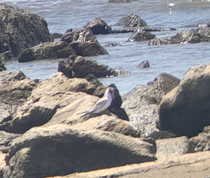 Sterne argentée - ML647834851