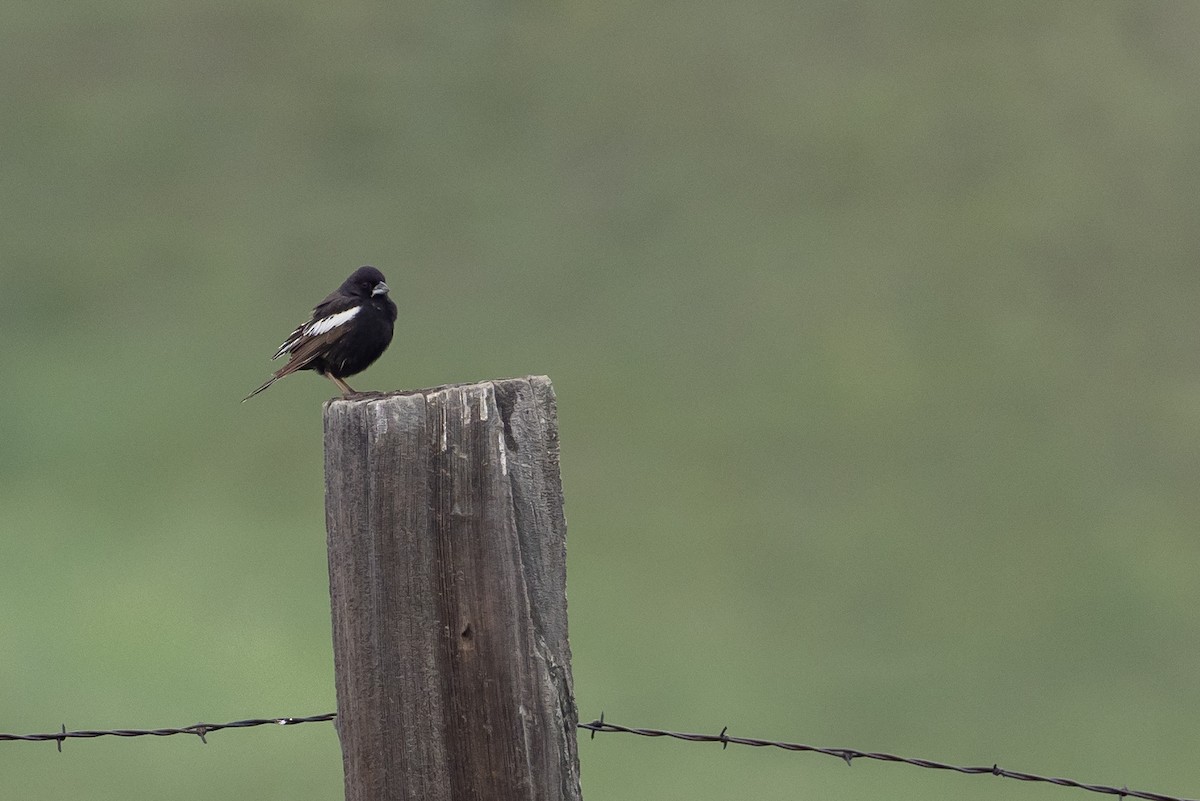 Lark Bunting - ML647834875