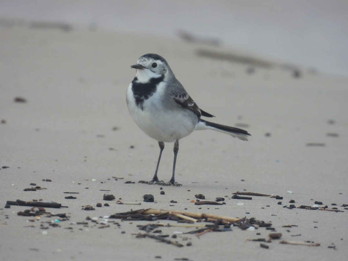 konipas bílý - ML647834887