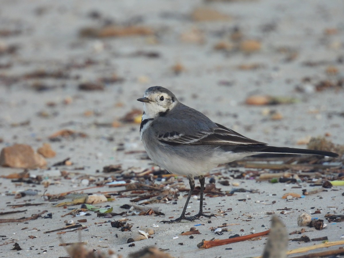 konipas bílý - ML647834889