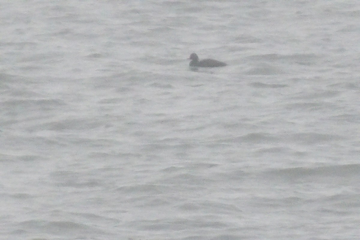 Common Scoter - ML647834890