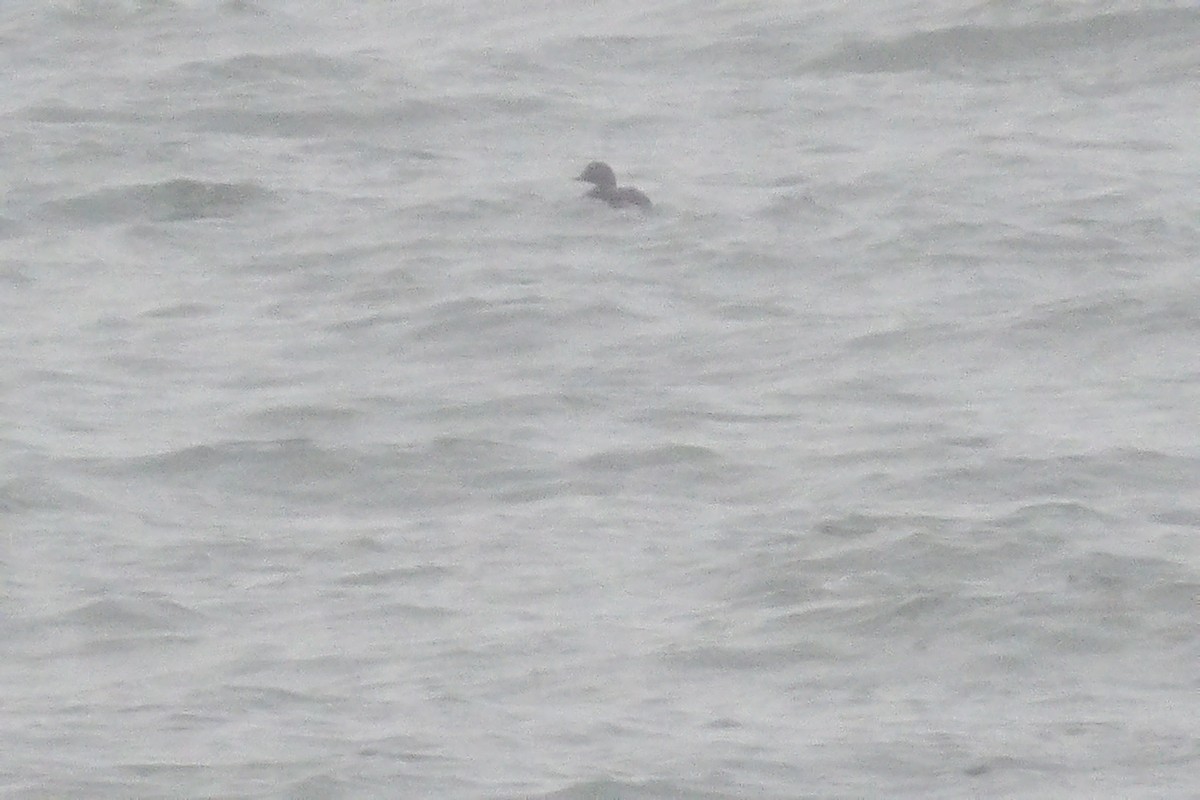 Common Scoter - ML647834891