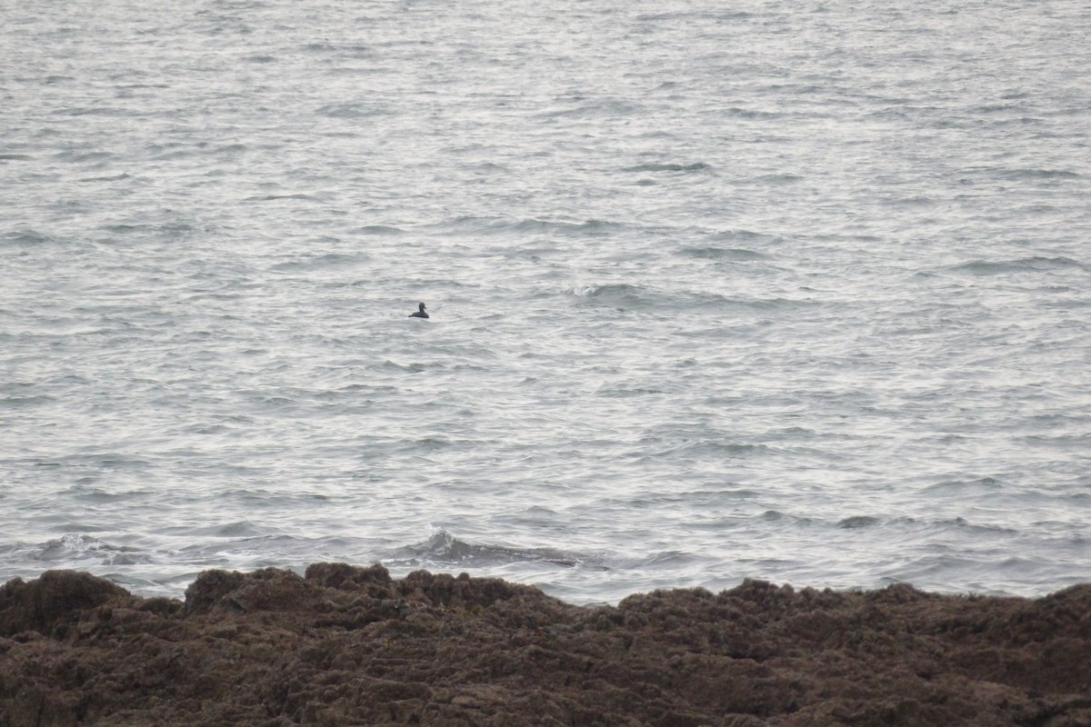 Common Scoter - ML647834892
