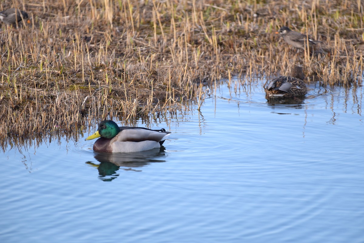 Mallard - ML647834908