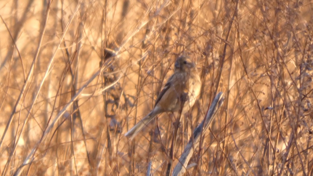 Long-tailed Rosefinch - ML647834909