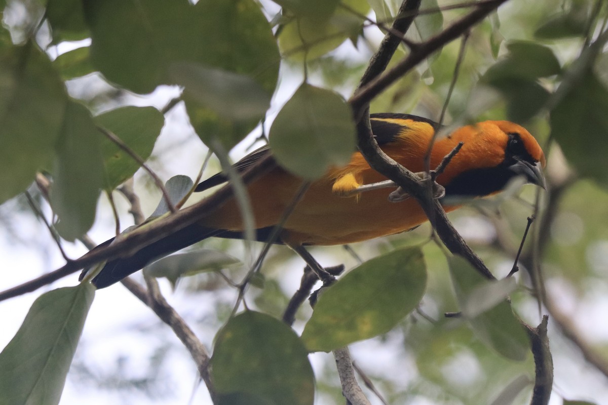 Altamira Oriole - ML647834912