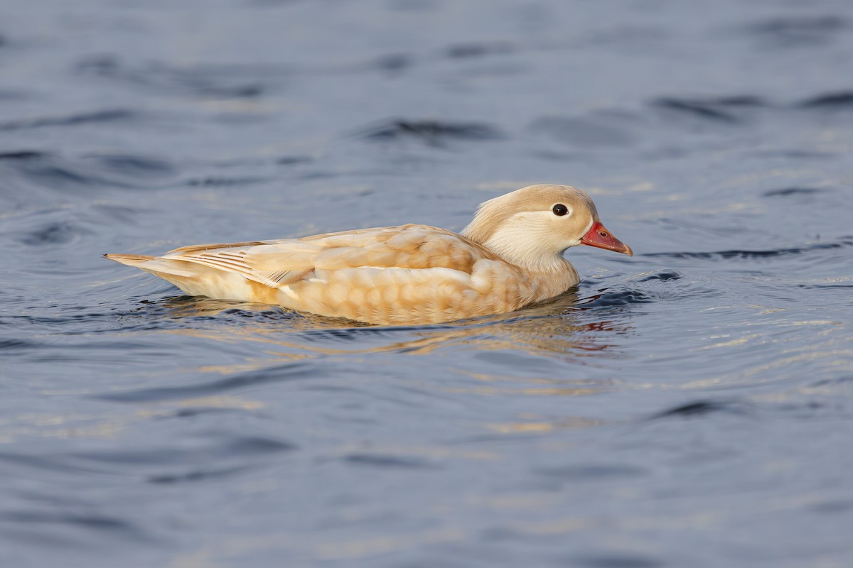 Mandarin Duck - ML647834918