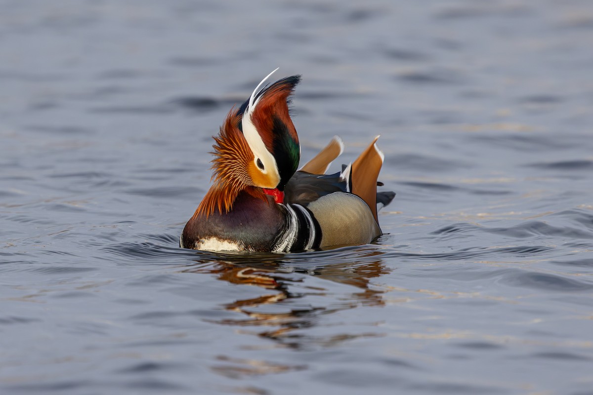 Mandarin Duck - ML647834919