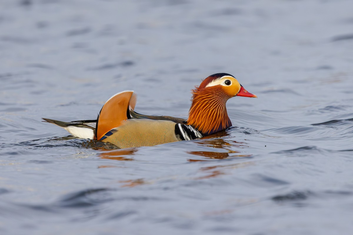 Mandarin Duck - ML647834920