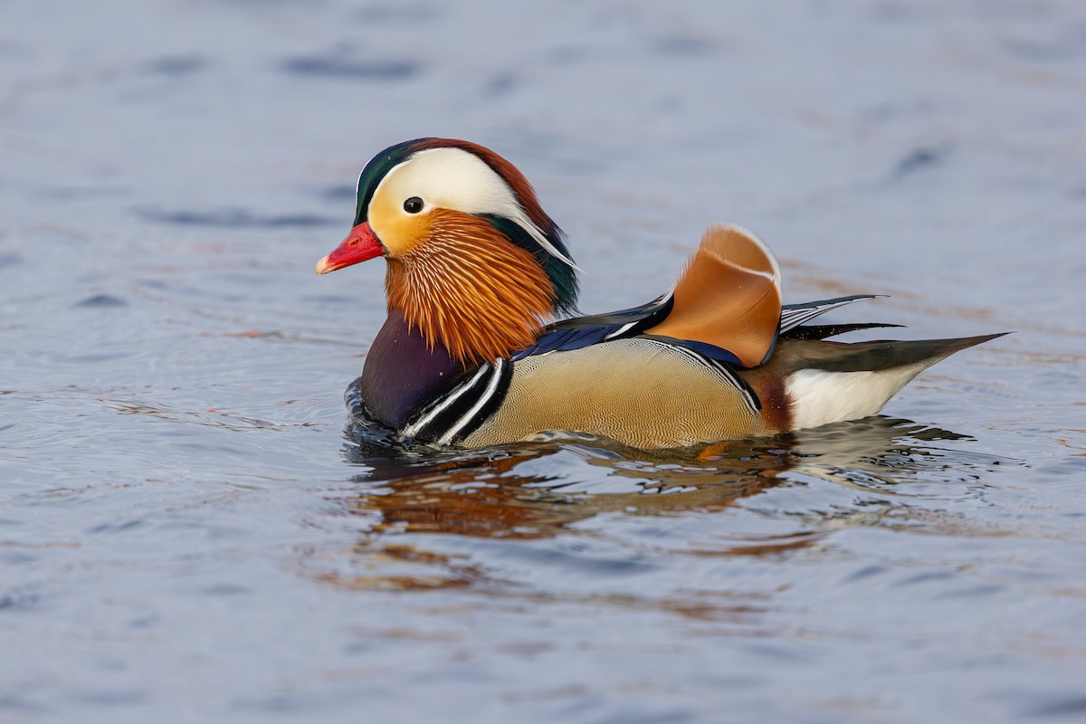 Mandarin Duck - ML647834925