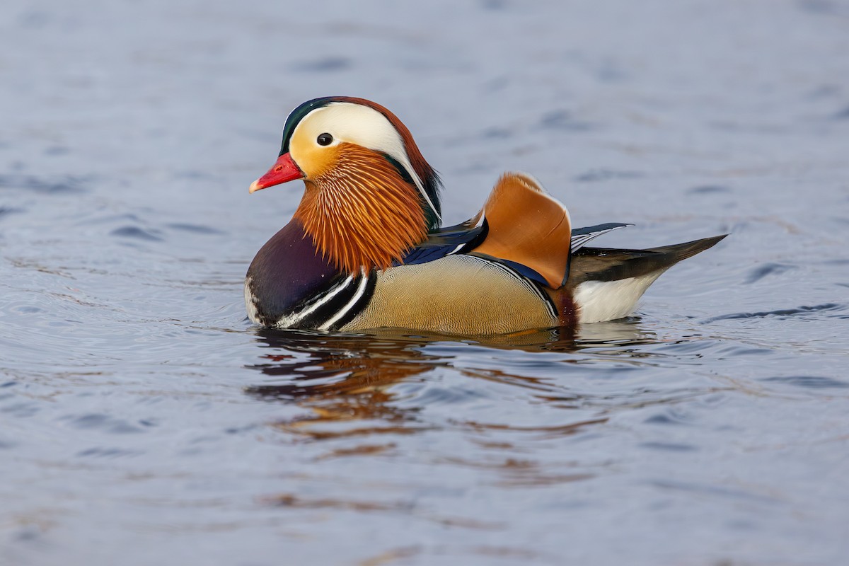 Mandarin Duck - ML647834926