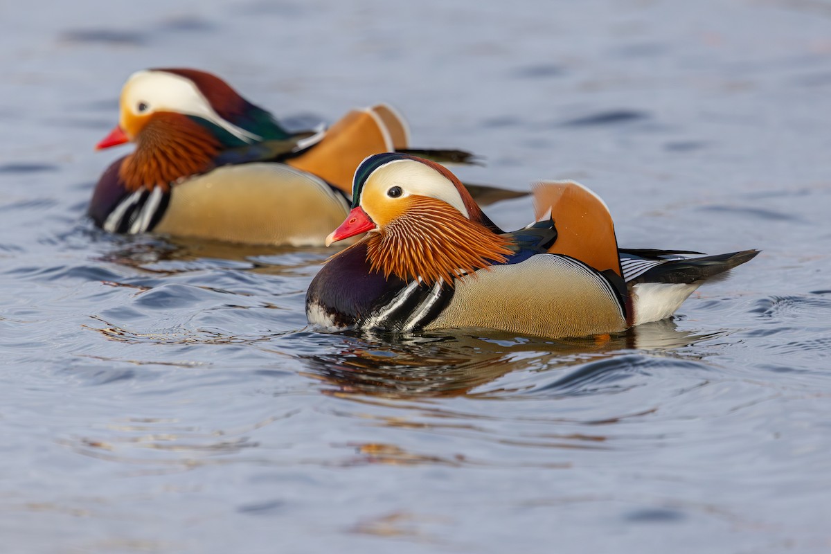 Mandarin Duck - ML647834927