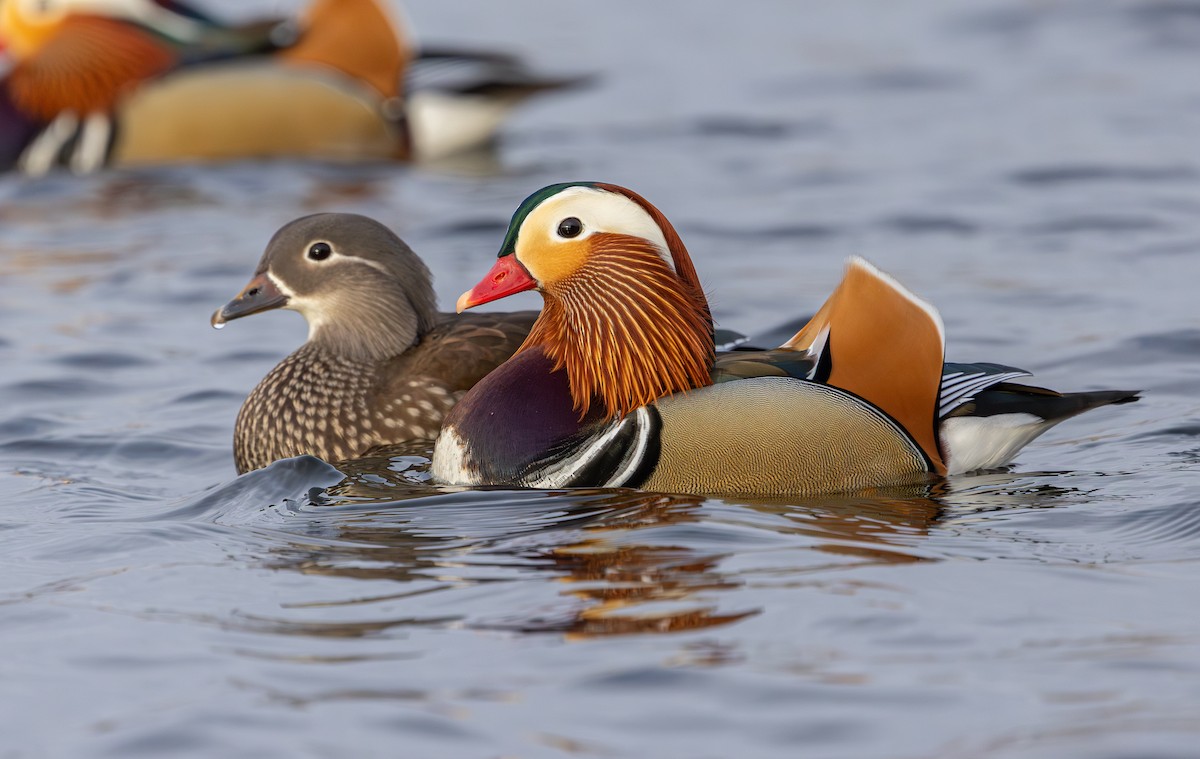 Mandarin Duck - ML647834928
