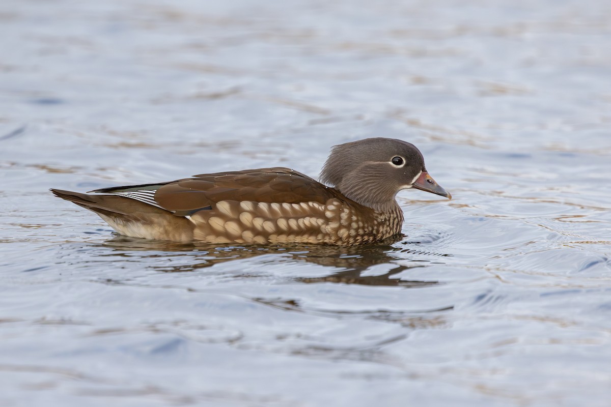 Mandarin Duck - ML647834929