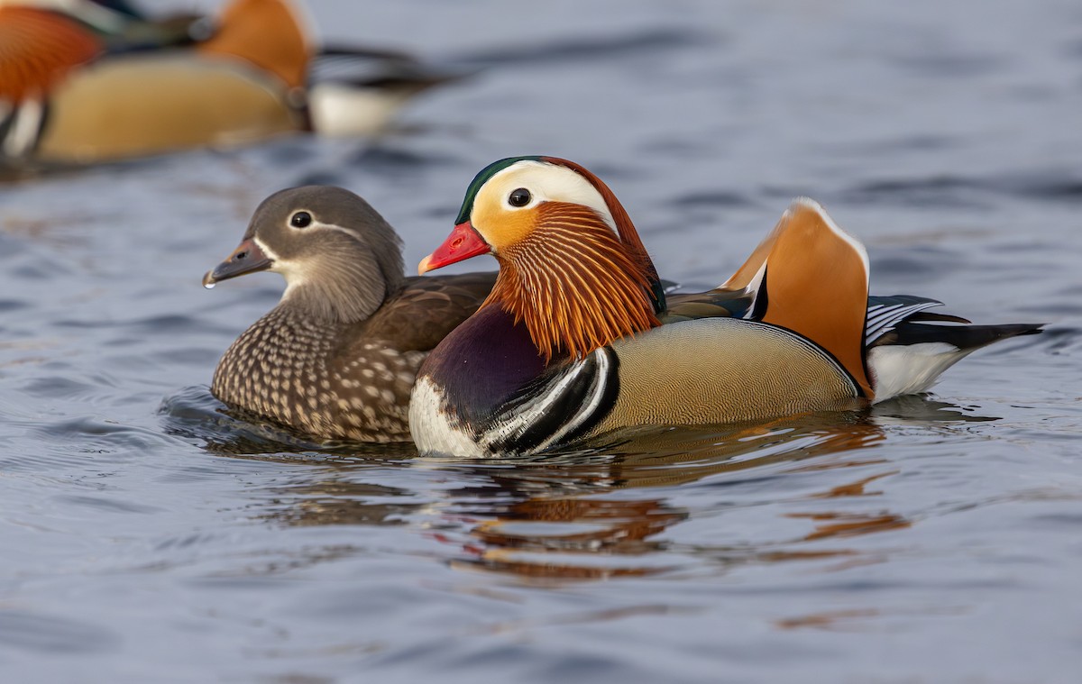 Mandarin Duck - ML647834930
