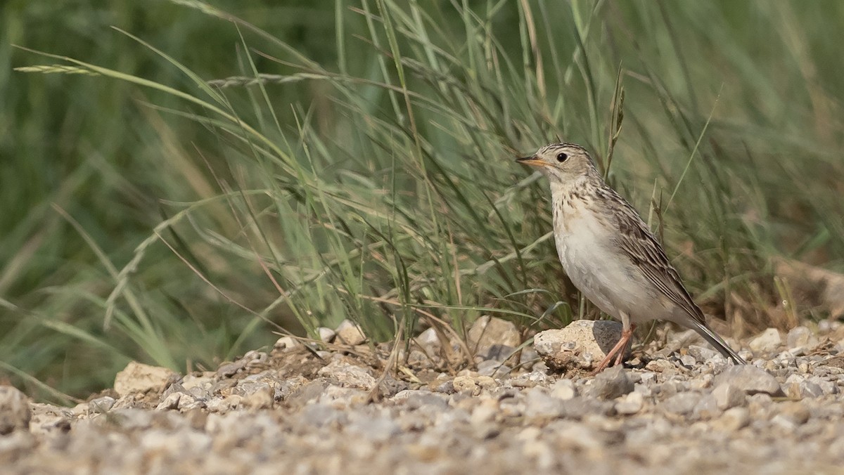 Sprague's Pipit - ML647834931