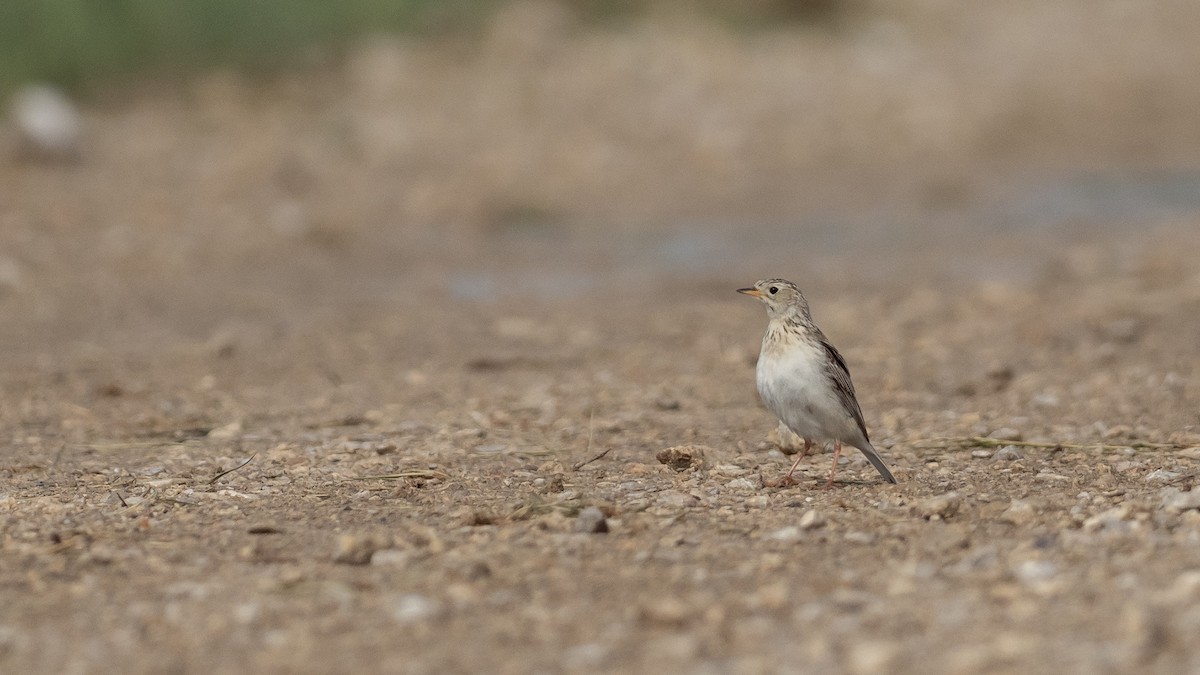 Sprague's Pipit - ML647834932