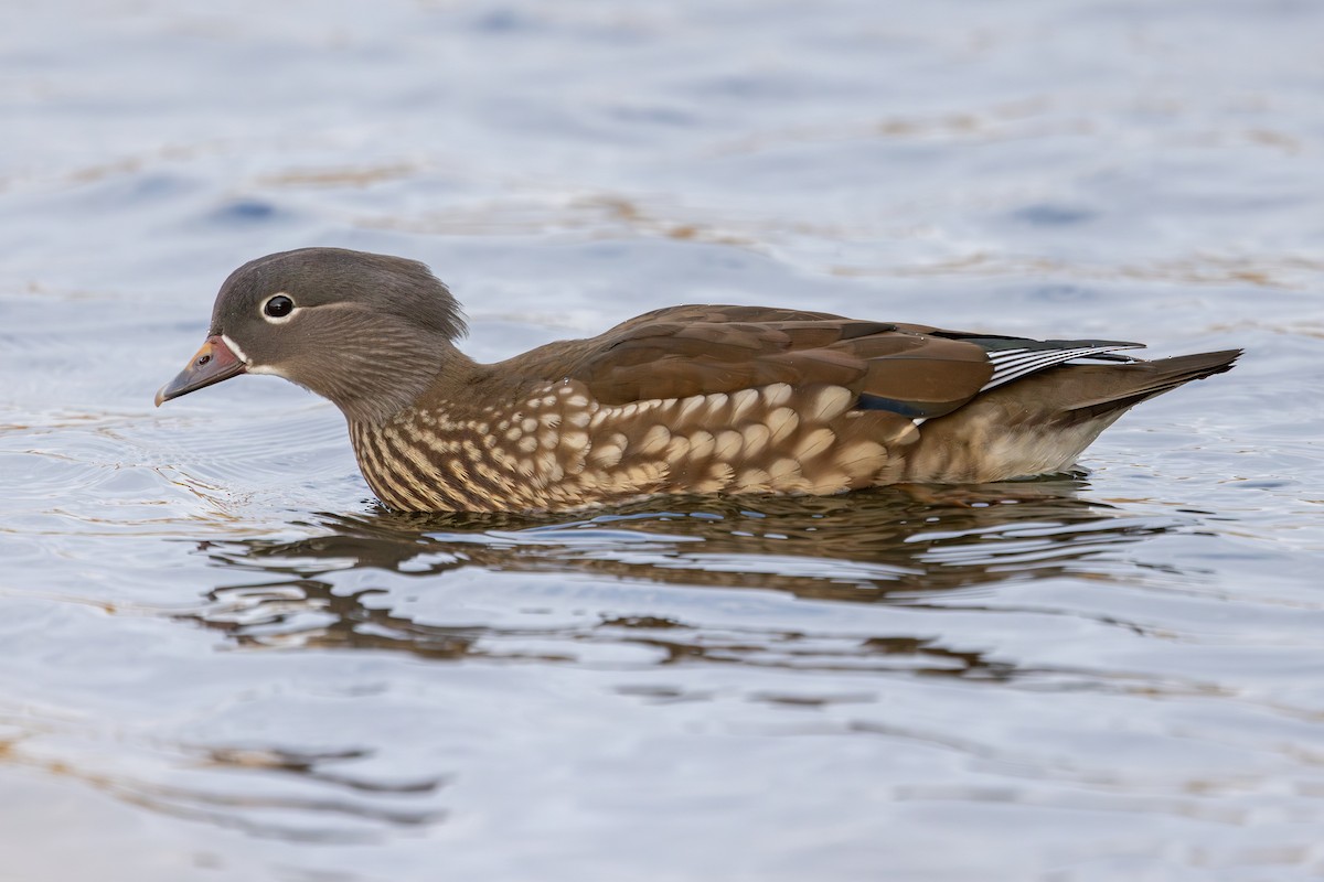 Mandarin Duck - ML647834933
