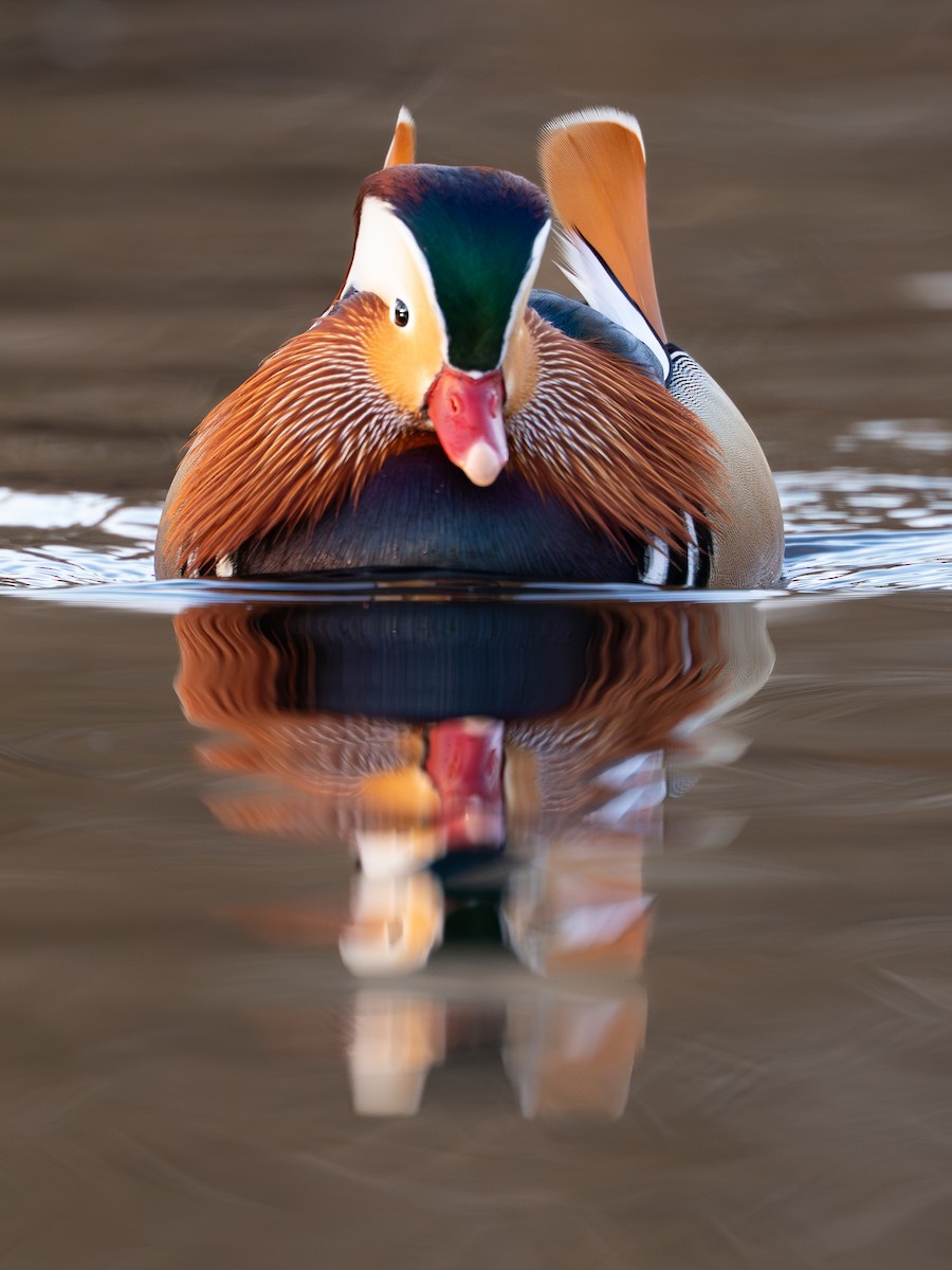 Mandarin Duck - ML647834937