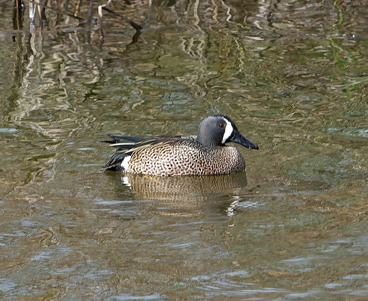 Blue-winged Teal - ML647834944