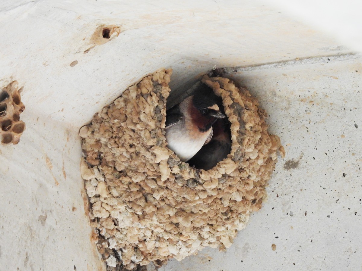 סנונית אמריקנית - ML647834954