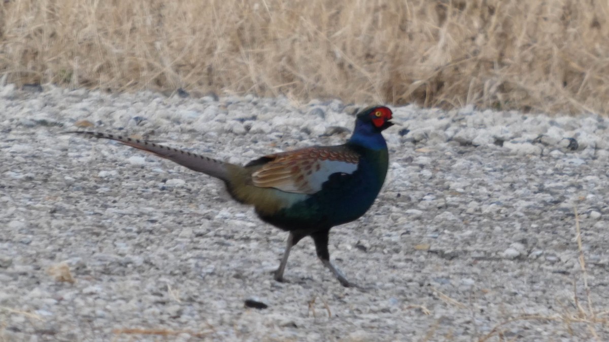 Green Pheasant - ML647834967