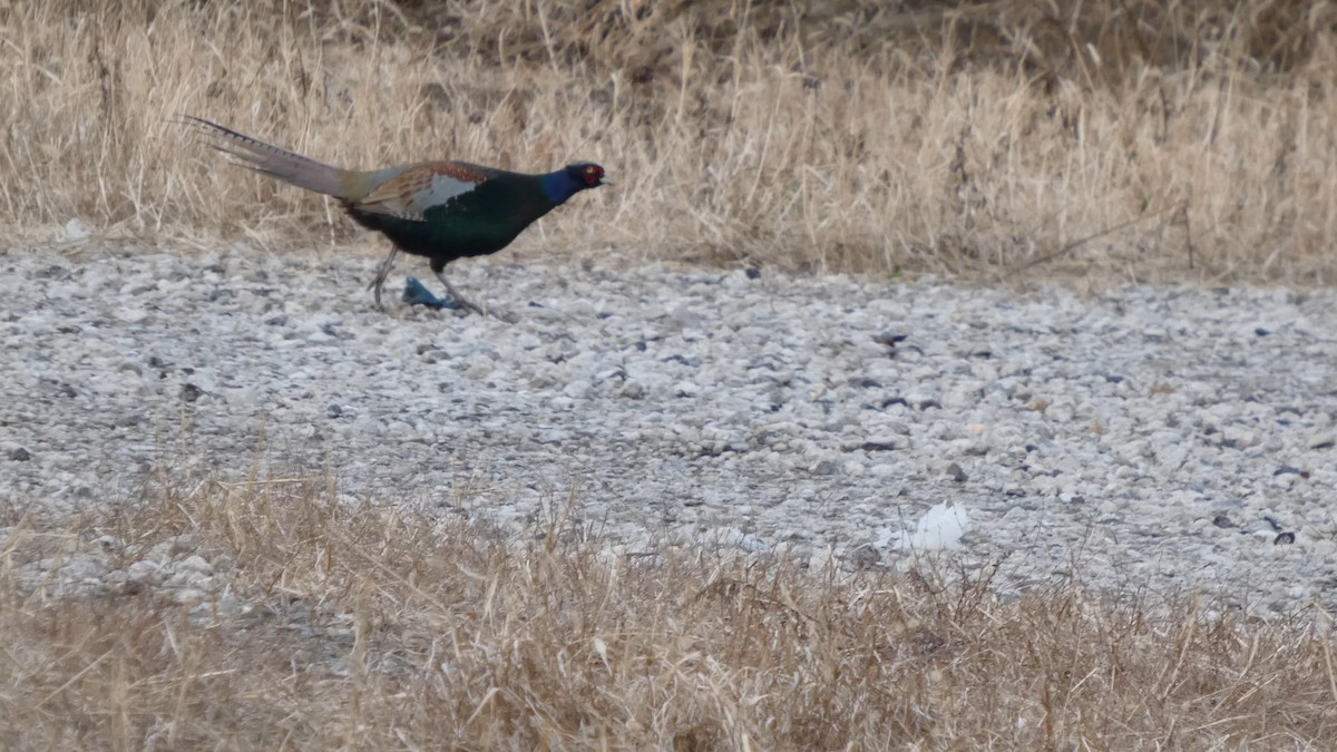 Green Pheasant - ML647834968