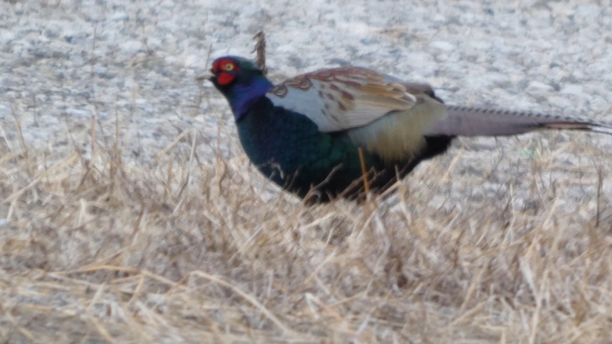 Green Pheasant - ML647834969