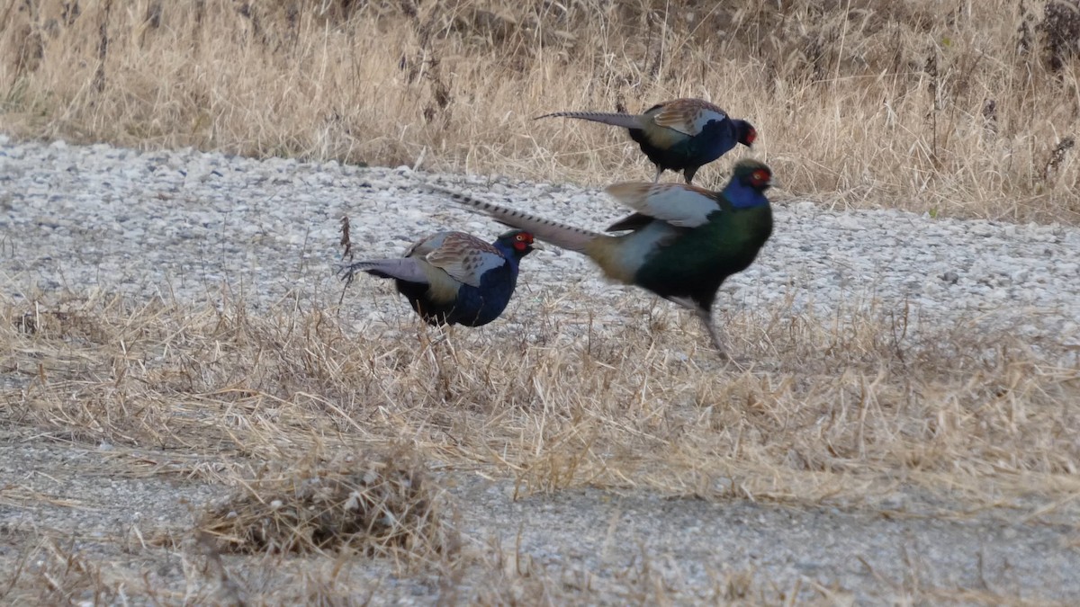 Green Pheasant - ML647834970