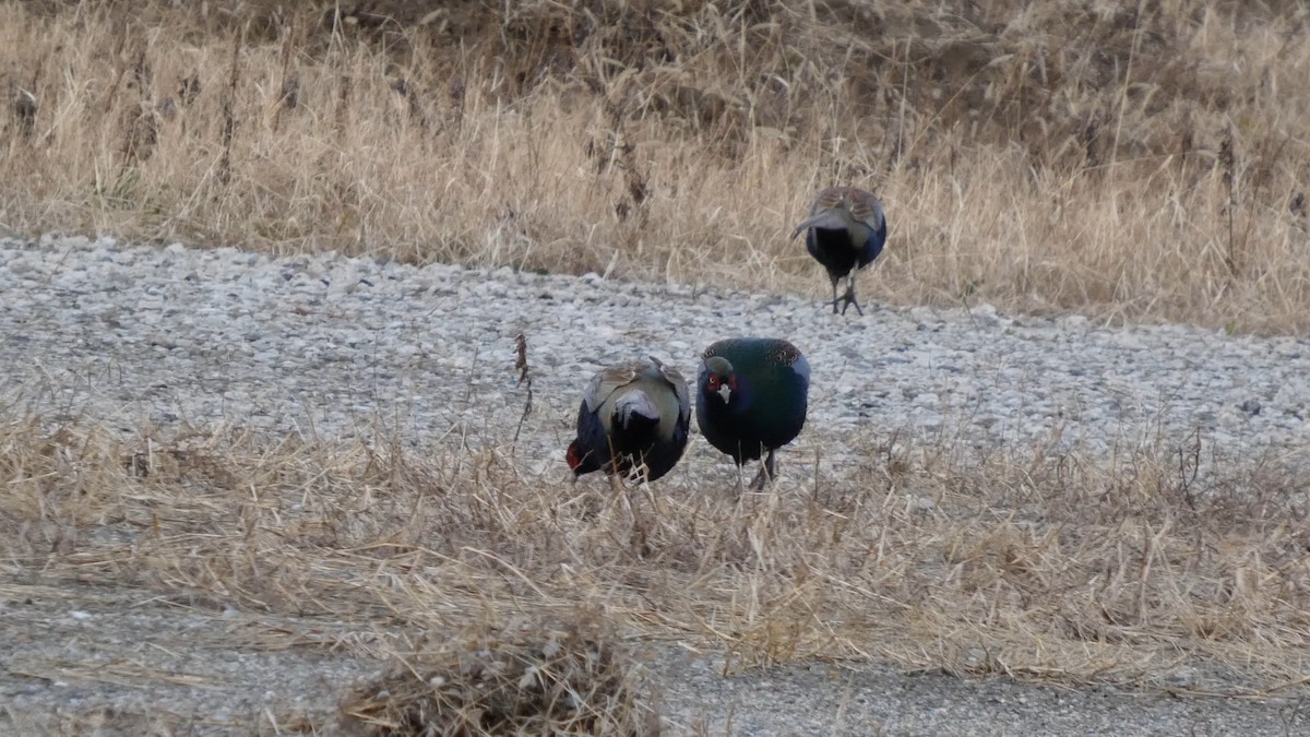 Green Pheasant - ML647834971