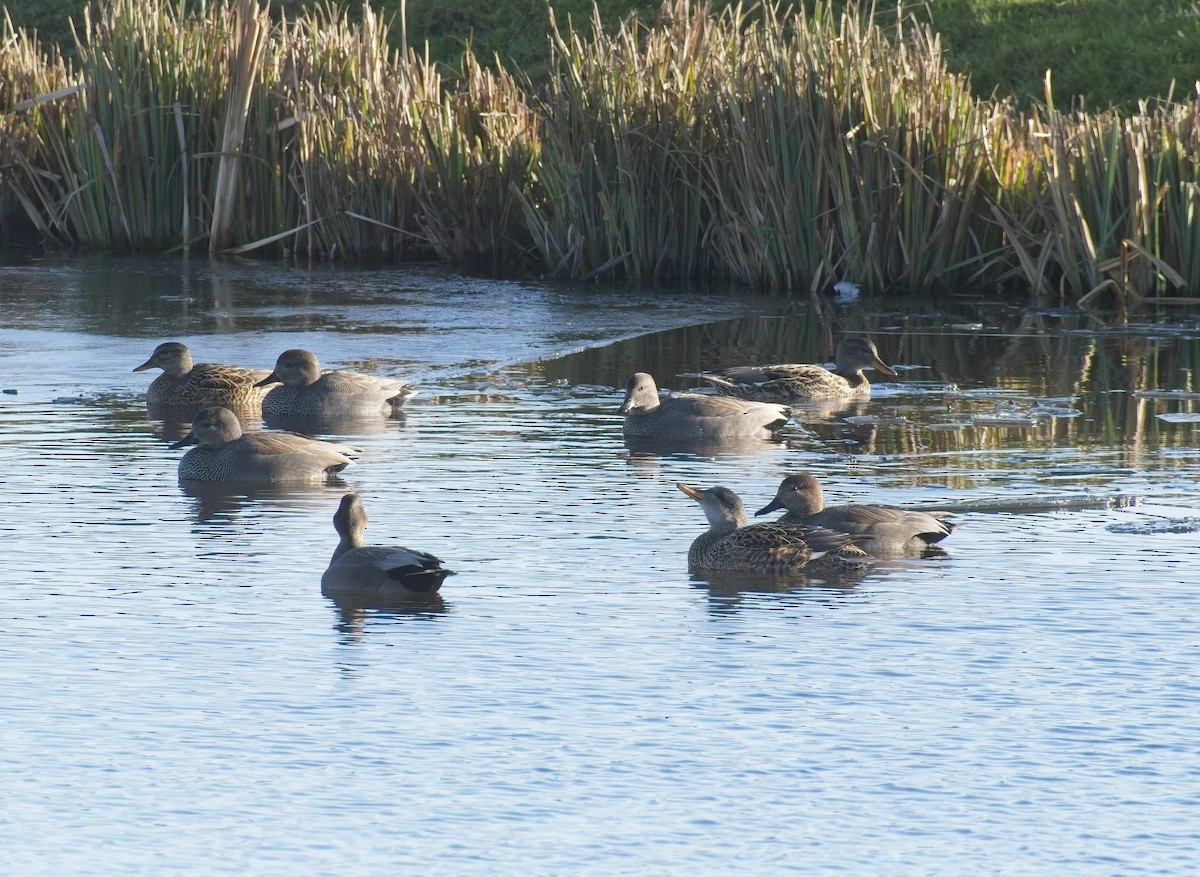 オカヨシガモ - ML647834981