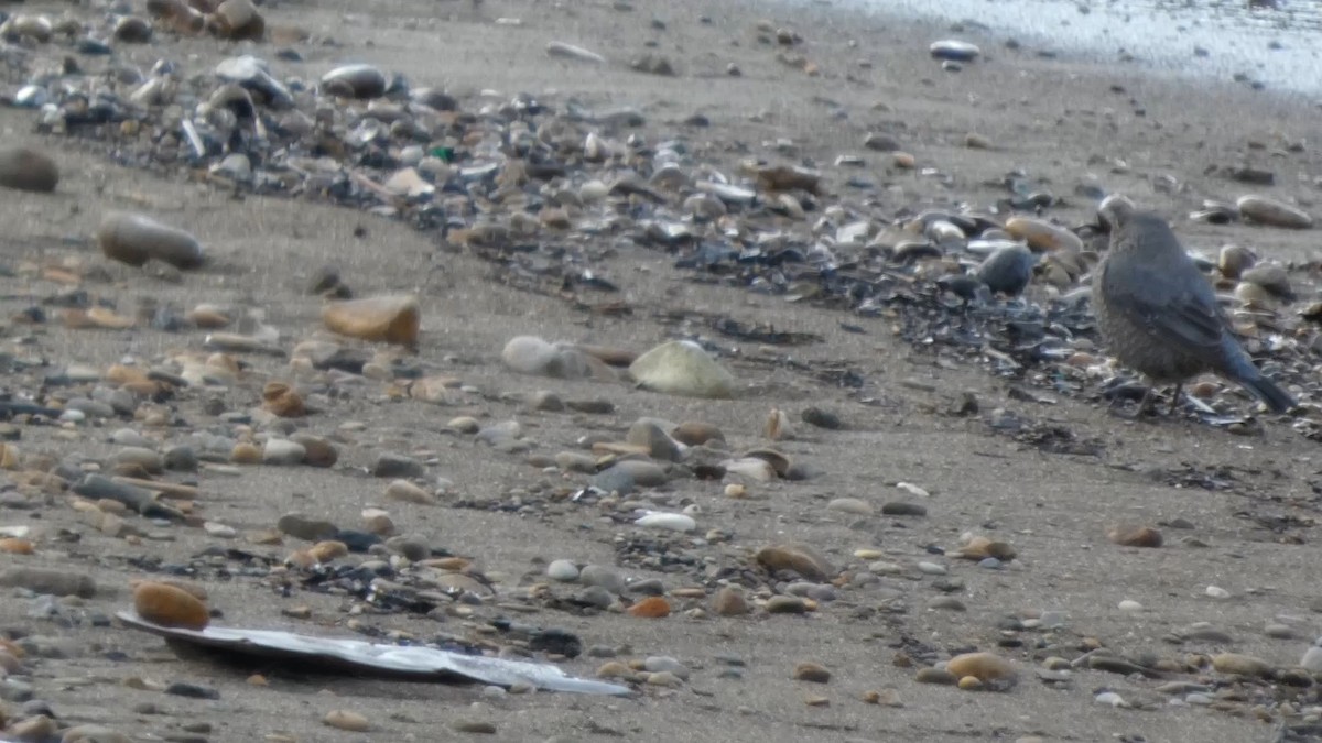 Blue Rock-Thrush - ML647834991