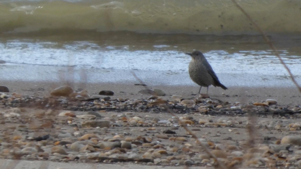 Blue Rock-Thrush - ML647834992