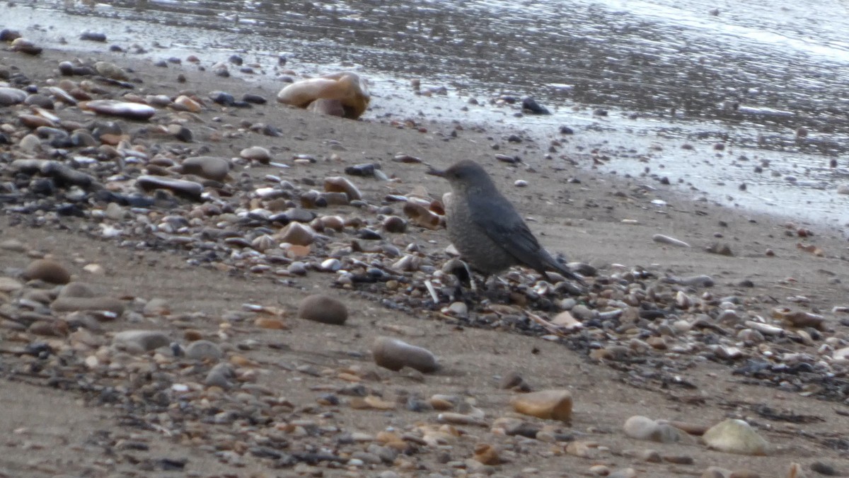 Blue Rock-Thrush - ML647834993
