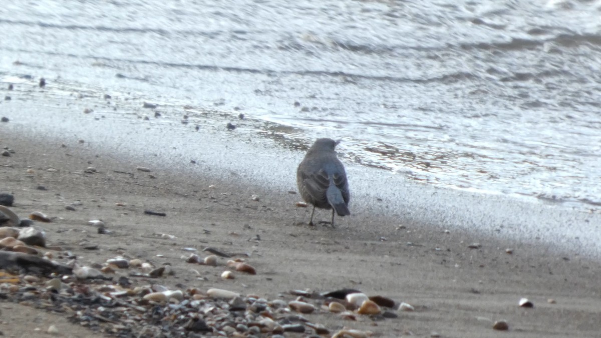 Blue Rock-Thrush - ML647834994