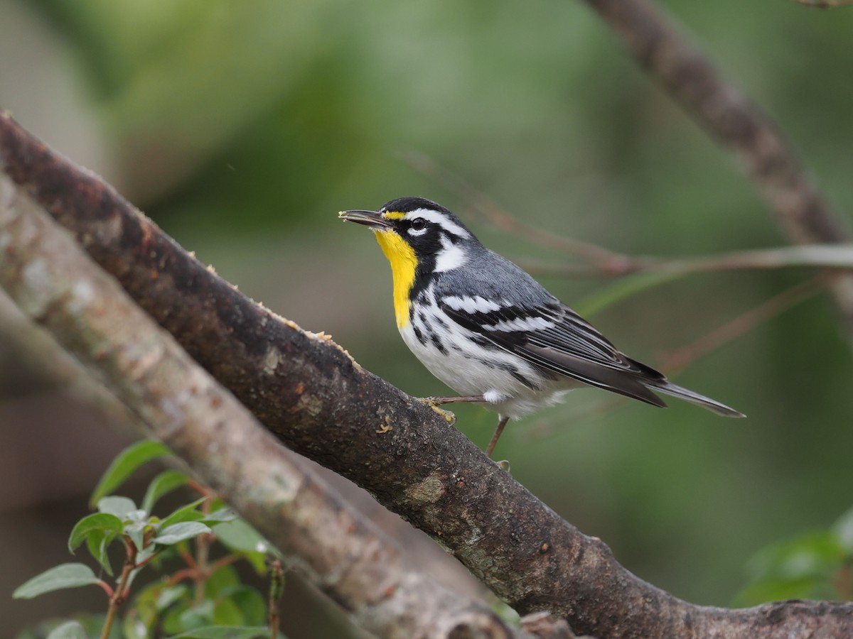 Paruline à gorge jaune - ML647835074