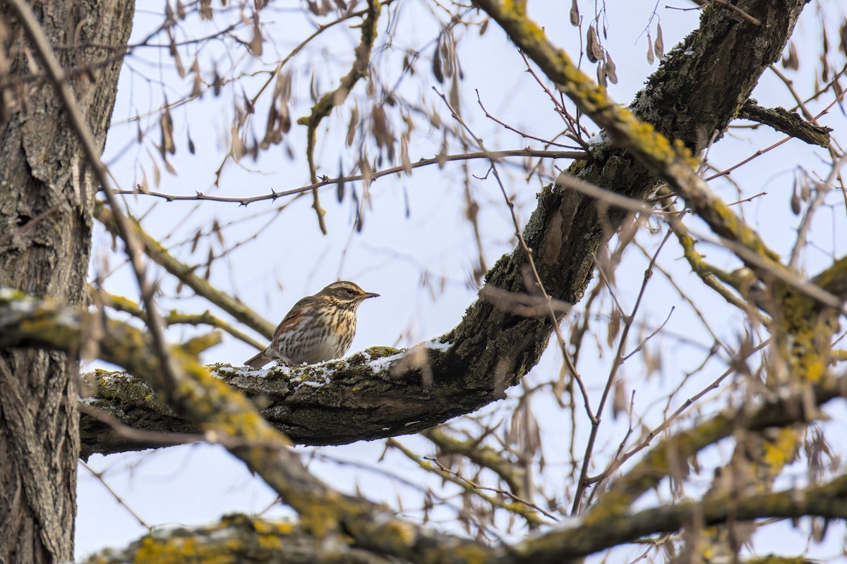 Grive mauvis - ML647835128