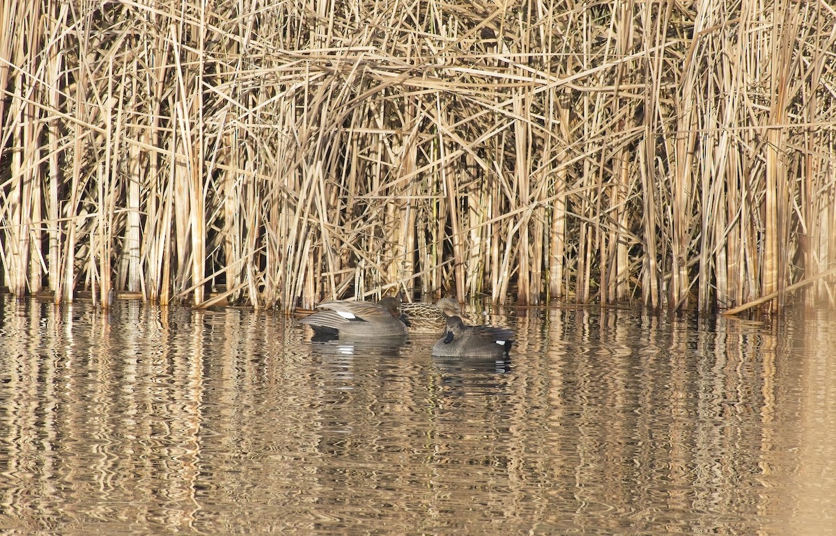 オカヨシガモ - ML647835160