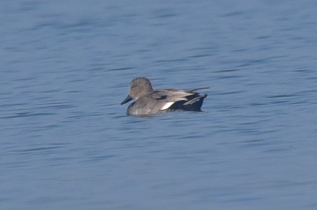 オカヨシガモ - ML647835184