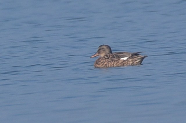 オカヨシガモ - ML647835185