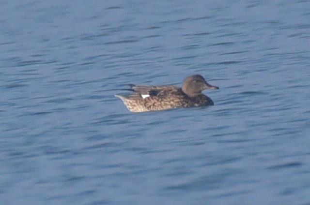 オカヨシガモ - ML647835186