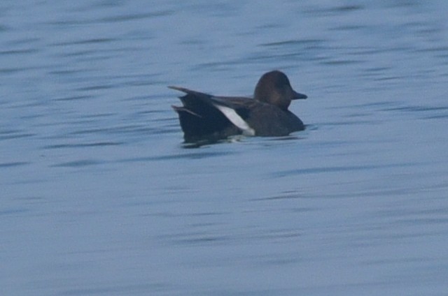 オカヨシガモ - ML647835187