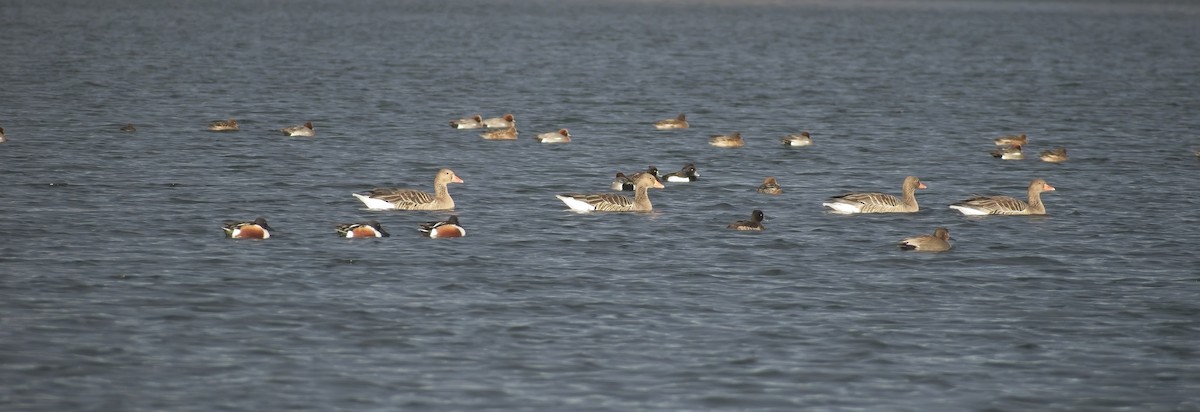 Graylag Goose - ML647835256