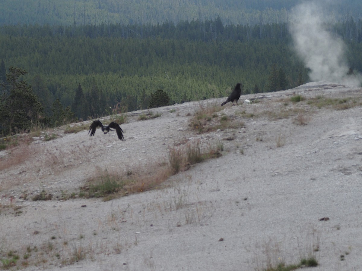 Corvo imperiale - ML647835264