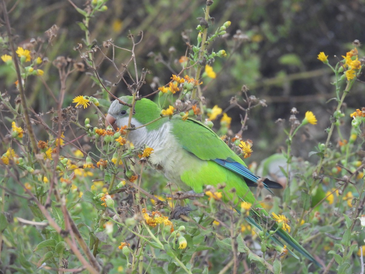 Калита сіроволий - ML647835265