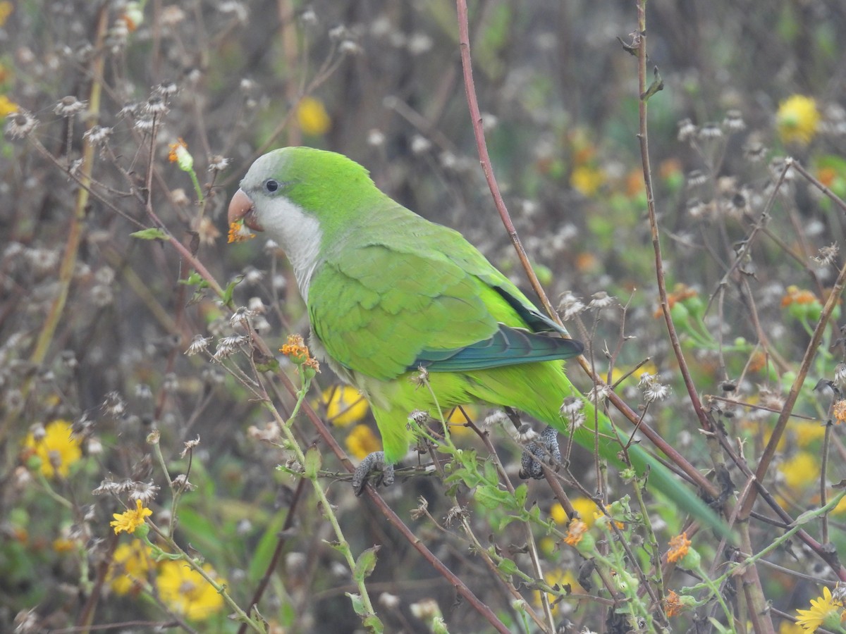 Калита сіроволий - ML647835266