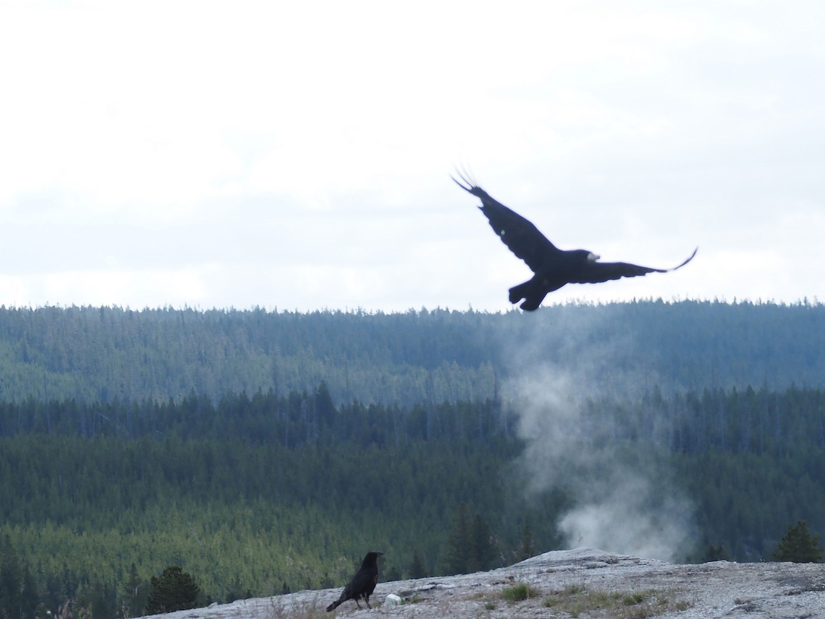 Corvo imperiale - ML647835277