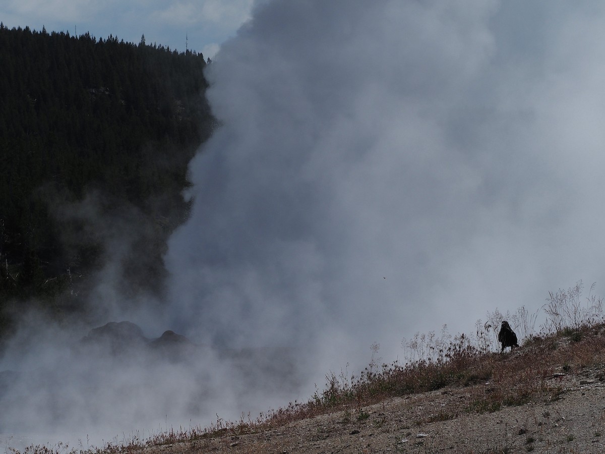 Corvo imperiale - ML647835300